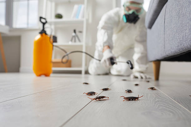 Post-Treatment Bed Bug Interceptor Monitoring in Hazlehurst